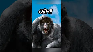 Monkey Drinks Potion Then Gets Reincarnated Funny Memes 