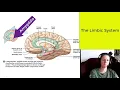 Basal Ganglia Limbic System