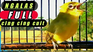 pleci ngalas full cing cing cuit mampu mempercepat pleci buka paruh 