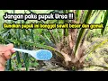Lagu Tips memperbesar bonggol batang sawit umur 1 tahun