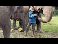 Download Lagu The Elephant Brings Bananas To Their Favorite Person And Lets Her Peel Them - ElephantNews