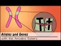 Download Lagu Alleles and Genes