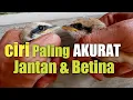 Download Lagu Membedakan kelamin burung CENDET Jantan dan Betina Anakan AKURAT