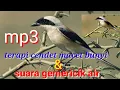 Download Lagu Terapi cendet macet bunyi dan suara gemericik air