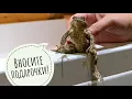 Download Lagu Unpacking the toad pockets and parcels from Minsk from Irina Bezrukova. Counting all the toads!