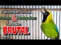 Download Lagu CUCAK RANTING GACOR SUARA JERNIH UNTUK PANCINGAN YANG SUSAH BUNYI || pancingan Cucak ranting Download Lagu CUCAK RANTING GACOR SUARA JERNIH UNTUK PANCINGAN YANG SUSAH BUNYI || pancingan Cucak ranting