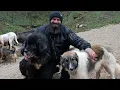 Download Lagu Posjetili smo najveći azil u Evropi - psi uživaju kao kraljevi
