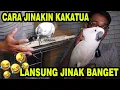 Download Lagu SI OCONG LANSUNG JINAK BANGET | CARA JINAKIN KAKATUA KURANG DARI 30 MENIT