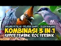 Download Lagu KOMBINASI 3 IN 1 ROLL SPEED MANTAP || JINGJING PETULAK PELATUK SAMPIT CILILIN NGEROL PANJANG JERNIH