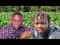 Download Lagu I Can Make GHS20,000 Harvesting Tomatoes Every Four Days, I Quit My Company \u0026 Started Farming