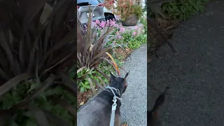 Good morning .. take time to smell the flowers..#fyp #dream #youtube #doberman #pets