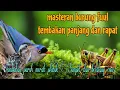 Download Lagu Fuuul tembakan panjang dan rapat 🔥 rambatan paruh merah platuk Sampit dan belalang 