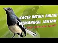 Download Lagu KACER BETINA GACOR BIRAHI MEMANGGIL JANTAN,Kacer jantan auto NYAUT!!!