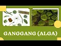 Download Lagu PROTISA MIRIP TUMBUHAN | ALGA (GANGGANG) | KLASIFIKASI ALGA