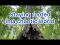 Download Lagu Staying grounded, resilient and deeply rooted.