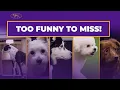 Top 5 Agility Moments That Will Make You Westminster Dog Show