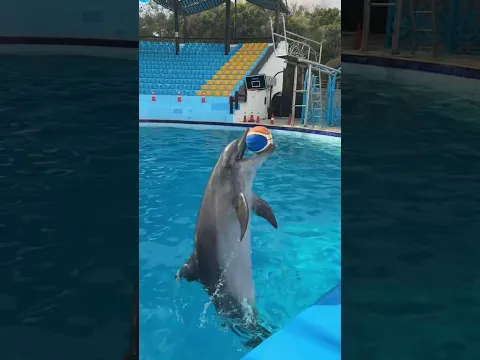 هل دولفين البحر سيرمي الكوره ام لا 😰🏀🐬