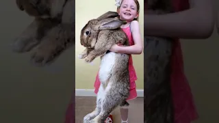 أضخم أرنب في العالم 