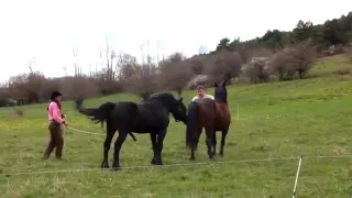 Best Horses Mating Usually Young Female Foals are Not an Easy Target to Chase