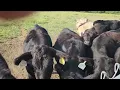 CATTLE WARTS shaggy hides and flies