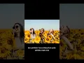 Download Lagu penjelasan stoic atau stoicism yang mudah di pahami