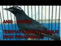 SUARA BURUNG ANIS SIBERIA