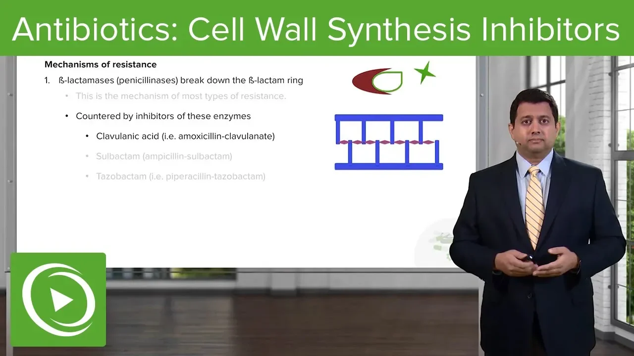 Antibiotics: Cell Wall Synthesis Inhibitors – Pharmacology | Lecturio