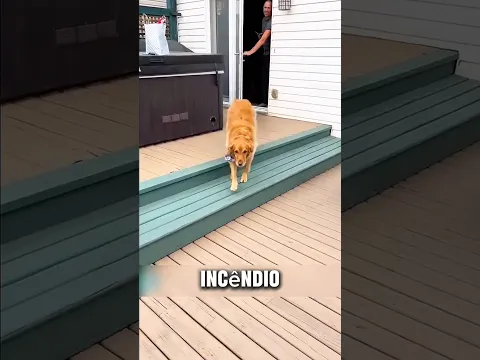 Ela P3rdeu Todos os Filhotes… Mas Então Encontrou Uma Surpresa 🥺🐶