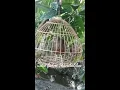 Download Lagu SUARA AYAM HUTAN HIJAU BETINA//TERBARU//2023