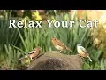 Download Lagu Calming Music for Cats = The Sounds of Nature and Beautiful Bird Song