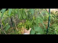 100 Accurate Method to Determine if Pole Lima Beans Are Ready to Harvest