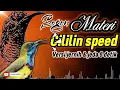 Download Lagu MASTERAN SOGON CILILIN SPEED VERSI JERNIH JEDA 8 detik! #sogon #sogongacor #sogokontong
