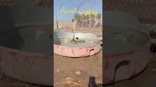 صوت الخضيري صافي كلش 