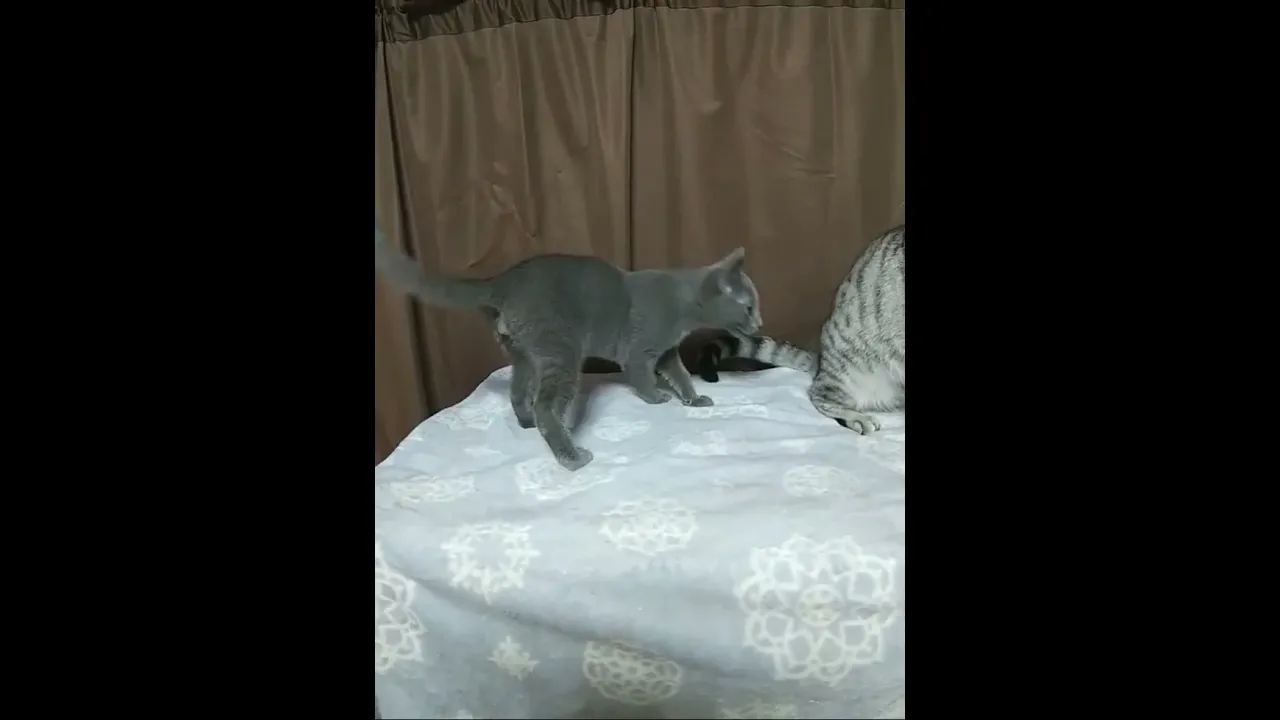 動画