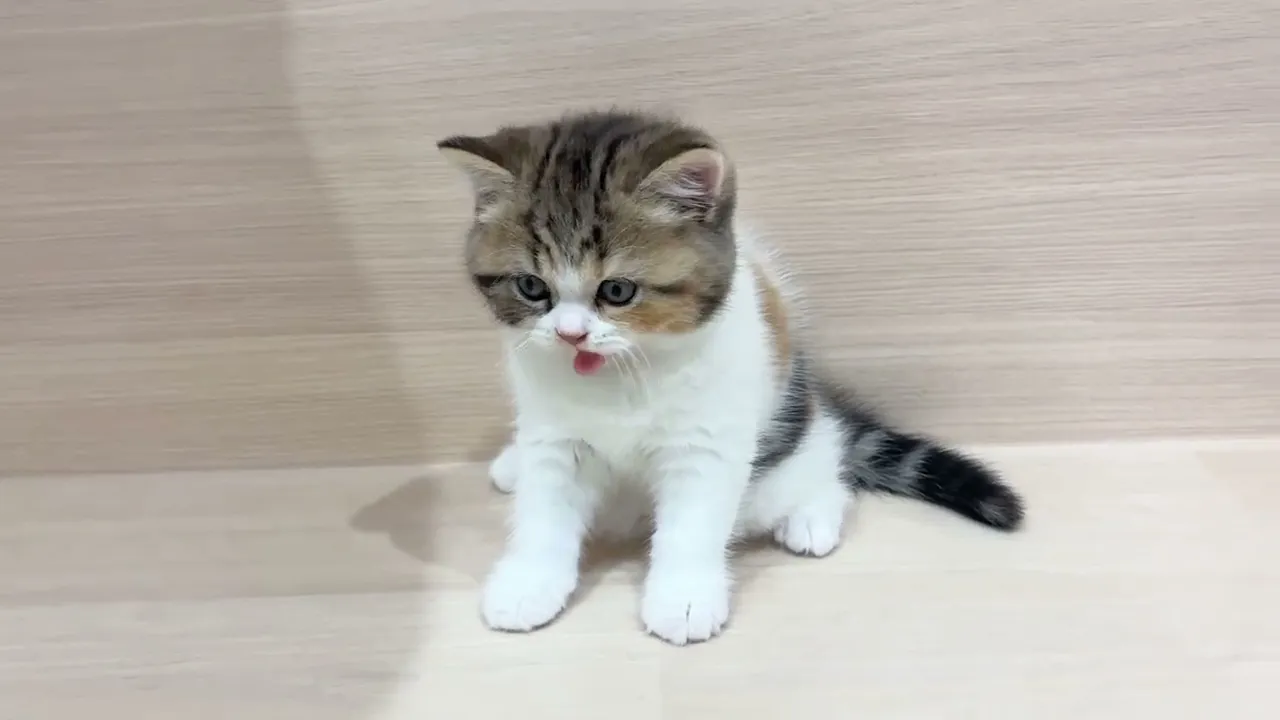 動画