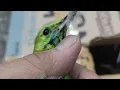 Download Lagu walaupun badai Seperti apa kita tetap berdagang burung obral terus