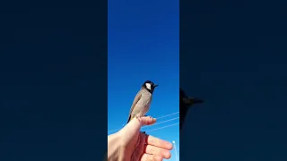 تغريد بلبل  صوت البلبل دندنها