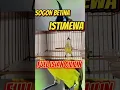 Download Lagu sogon betina jahat isian cililin #birds #sogonngobra