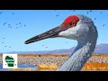 Sandhill Crane A Prehistoric Bird with an Iconic Call