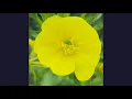 Jonathan Wilson - Ballad of the pines