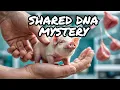 Why Humans Share DNA with Pigs and Rats