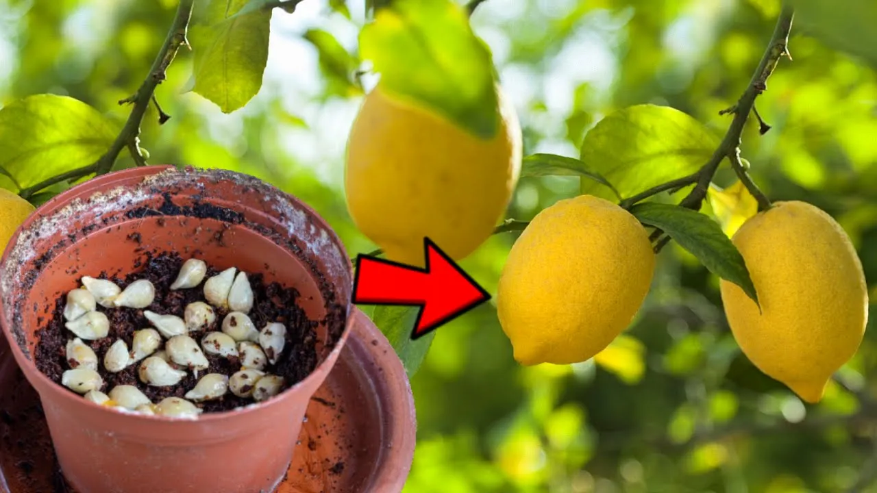 从种子到柠檬树 盆栽柠檬的种植诀窍 How to Grow Lemon Tree from Seeds