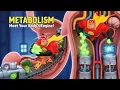 What is Metabolism Meet Your Body s Engine Fun Biology