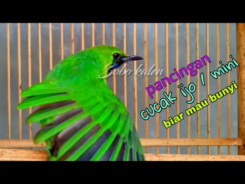 Pancingan cucak ijo biar bunyi gacor cucak ijo mini