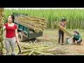 Download Lagu Harvesting Many Sugarcane, Use Truck To Transport Sugarcane Goes To Market Sell - Farm Life
