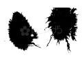 Paper Absorbs Ink Paint Sequence With Alpha Matte Stock Footage
