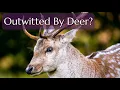 Deer Repellents Don t Work - How Can You Keep Deer From Eating Your Plants