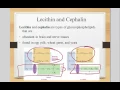 phospholipids