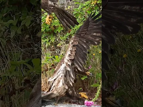 Eagle Slides Right into the Bushes