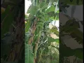 banana|banana leaf|banana plant|banana tree|bananas|banana receipes|#shorts